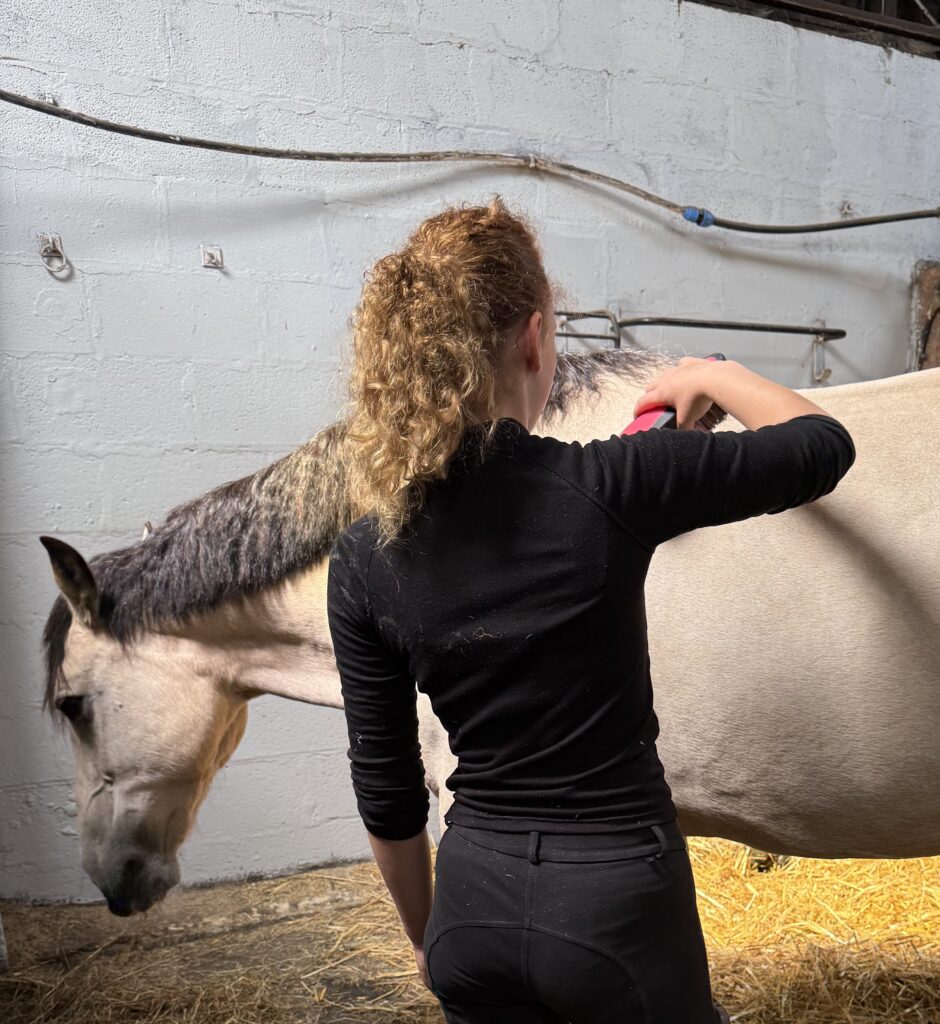 Young Woman brushing a horse.